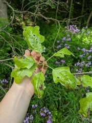 Quercus × leana