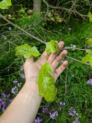 Quercus × leana