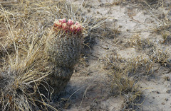 Coryphantha potosiana