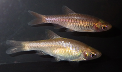 Volcano Rasbora photo 4