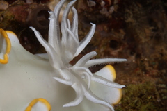 Ardeadoris egretta