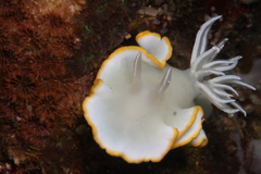 Ardeadoris egretta