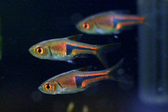 Lambchop Rasbora photo 2