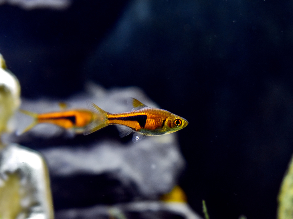 Rasbora de Lambchop (Rasbora espei) (Trigonostigma espei)