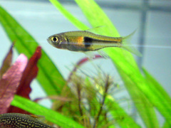 Lambchop Rasbora photo 3