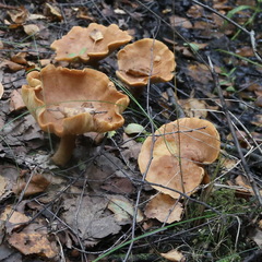 Lactarius subdulcis