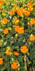 Thunbergia gregorii