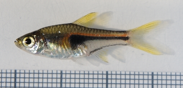 Rasbora Hengel (Trigonostigma hengeli (Meinken, 1956))