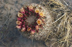 Coryphantha potosiana