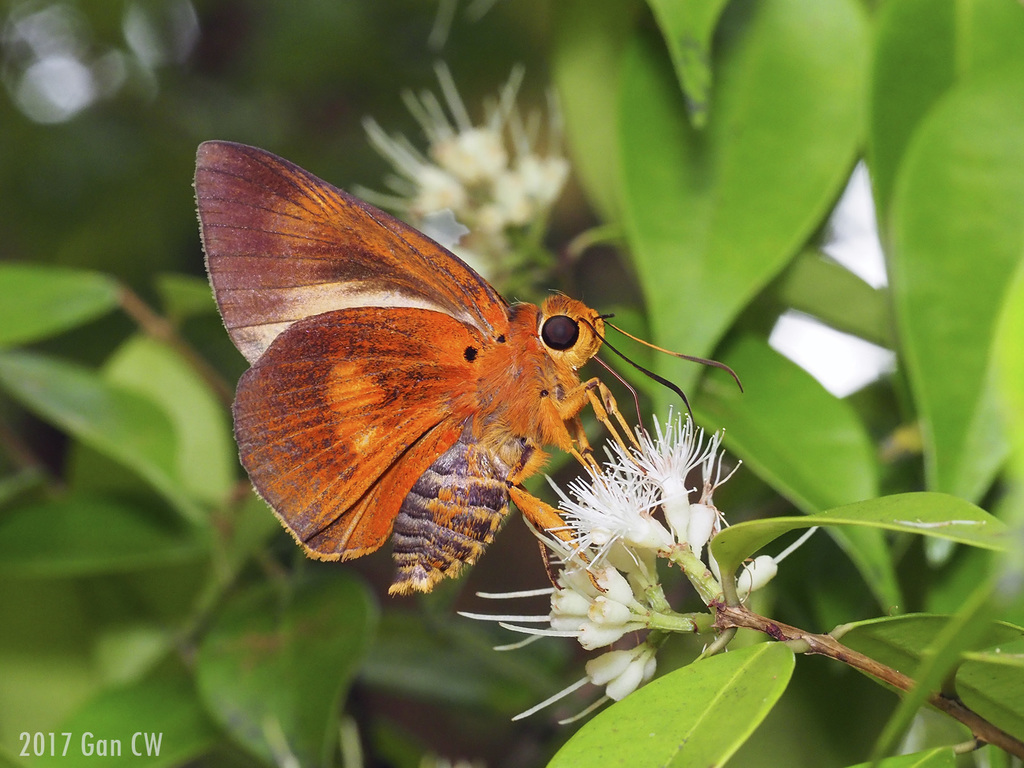 Great Orange Awlet