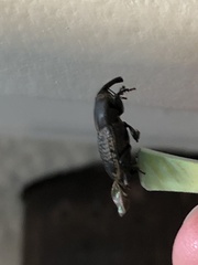 Sphenophorus cicatristriatus