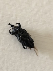 Sphenophorus cicatristriatus