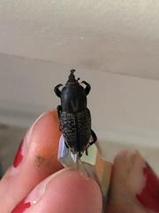 Sphenophorus cicatristriatus
