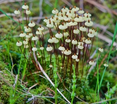 Splachnum luteum