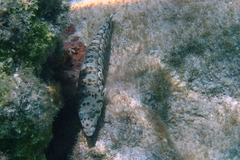 Parapercis millepunctata