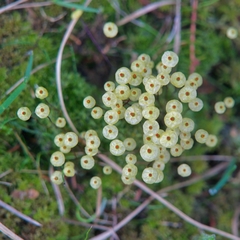 Splachnum luteum