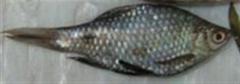 Teri Barb photo 2