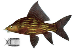 Black Sharkminnow photo 2