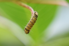 Acoloithus falsarius