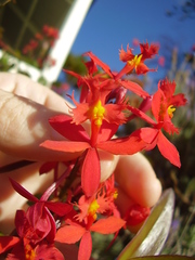 Epidendrum ibaguense