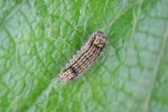Acoloithus falsarius