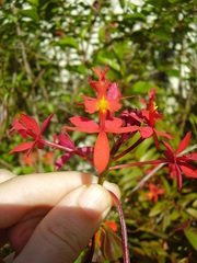Epidendrum ibaguense
