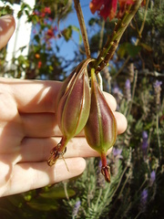 Epidendrum ibaguense