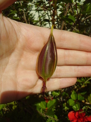 Epidendrum ibaguense