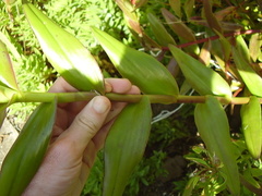 Epidendrum ibaguense