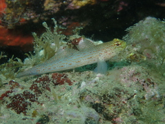 Gobius xanthocephalus
