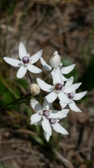 Asclepias feayi image