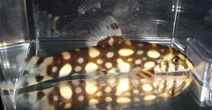 Kubota's Clown Loach photo 2
