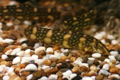Kubota's Clown Loach photo 3