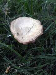 Fungi