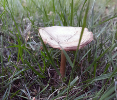 Fungi