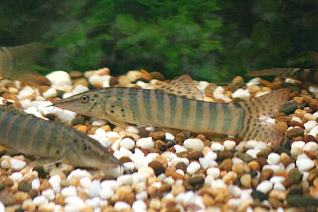 Burmese Peppered Firetail Botia