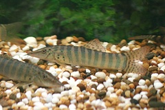 Burmese Peppered Firetail Botia photo 1