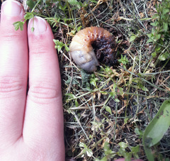 Coleoptera