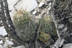 Coryphantha pseudoechinus