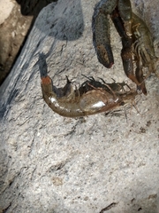 Macrobrachium americanum