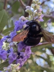 Xylocopa sonorina