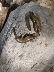 Macrobrachium americanum