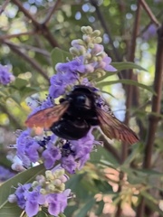 Xylocopa sonorina