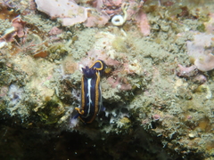 Felimare fontandraui