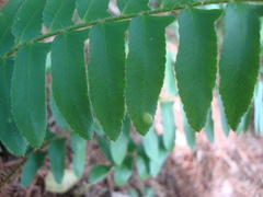 Taphrina polystichi