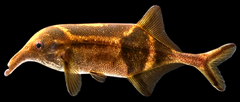 Trunkfish photo 1