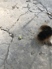 Pseudohemihyalea edwardsii