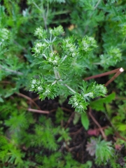 Potentilla argentea