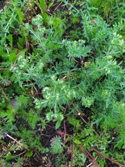 Potentilla argentea