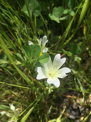 Limnanthes